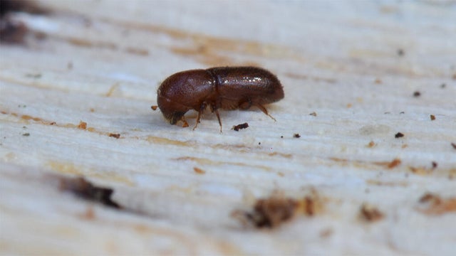 mediterranean-oak-borer-061725.jpg 