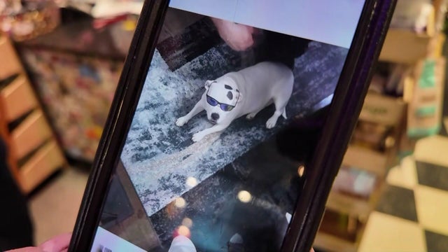 high-end-breed-dog-scam-jm-pkg-hi-res-still-17-38-5005.jpg 