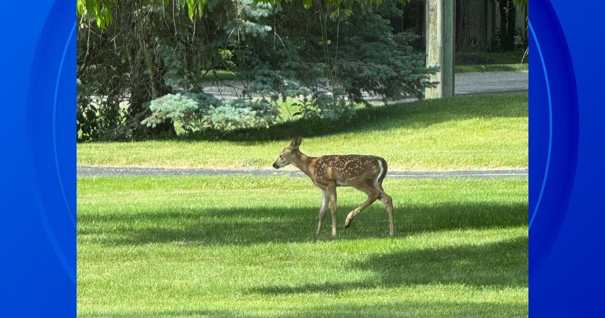 Fawn rescued from swimming pool by Bloomfield Township animal control officer 