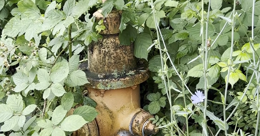 Baltimore residents frustrated with weeds covering sidewalks, fire hydrant 