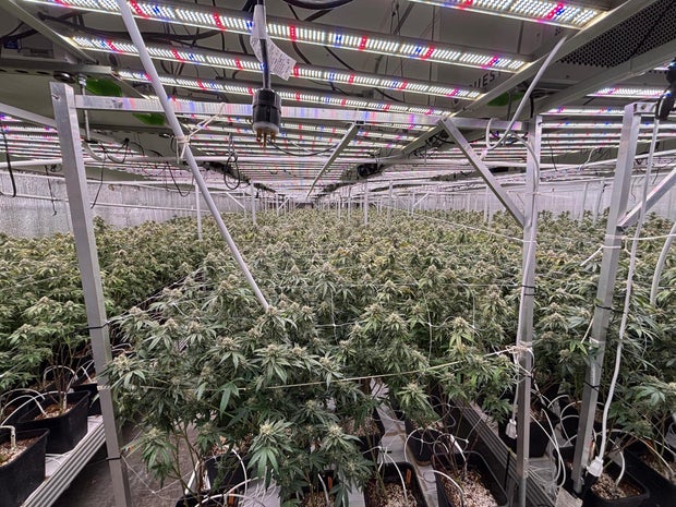 federal-agents-and-army-raid-marijuana-operation-in-southern-californai.jpg 