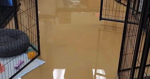 Metro Detroit animal shelter devastated by flooding after severe storms 