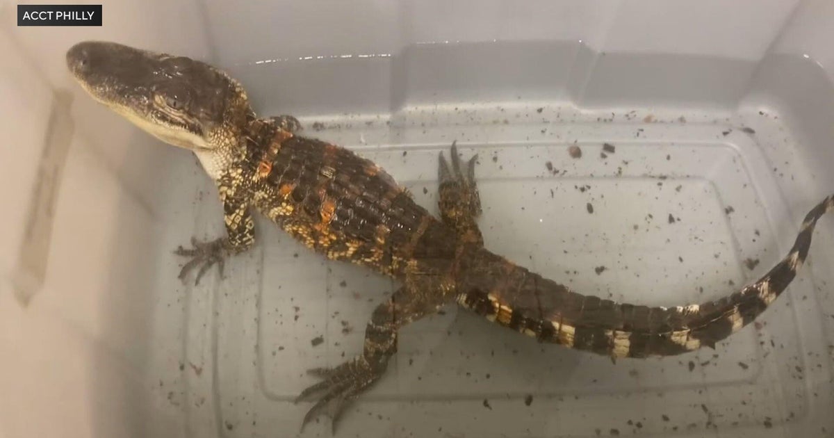 Animal control workers recover alligator from eviction at Philly home 