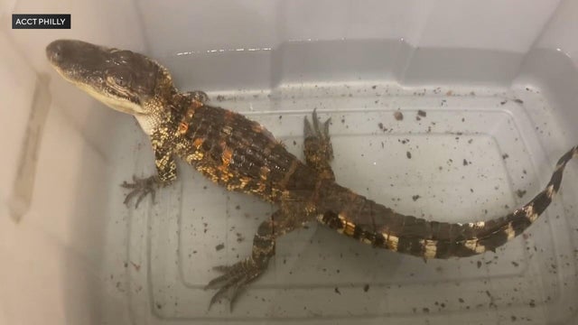 alligator-philadelphia-acct-philly-photo.jpg 