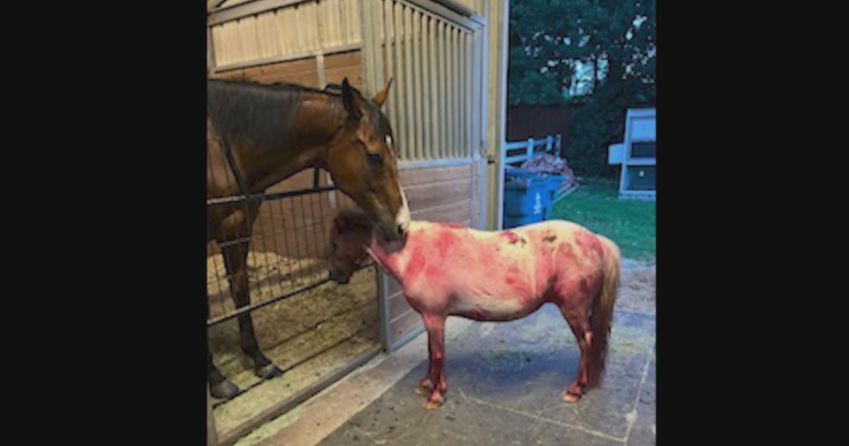 Flower Mound family calls for action after dogs maul miniature horses inside barn 