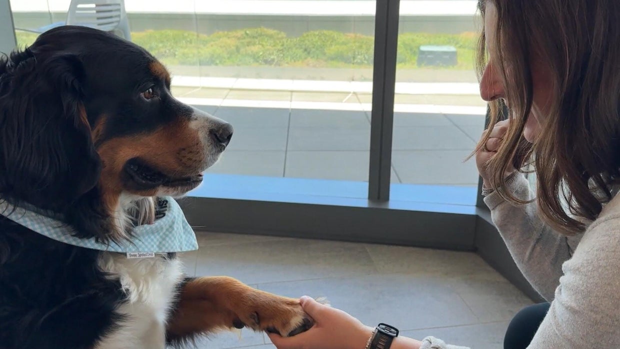 Dog on Colorado's Anschutz Medical Campus leading way on novel ...