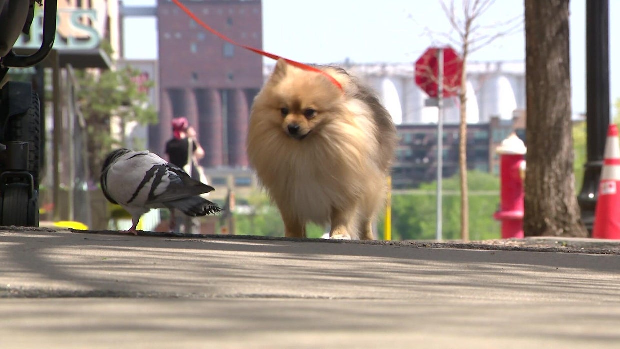 Pigeon and dog best friends, providing comfort for Minneapolis