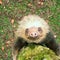 How sloths survive, thrive as nature’s couch potato | 60 Minutes