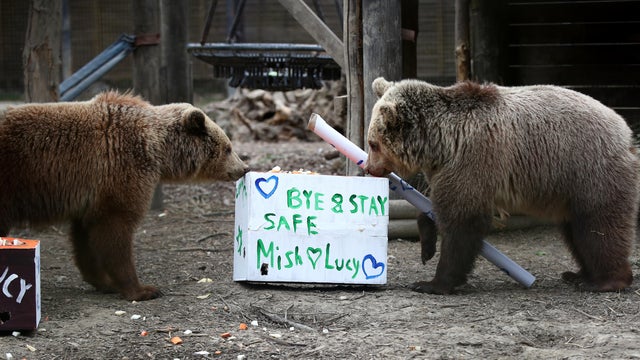 Wildwood Trust bear cubs 