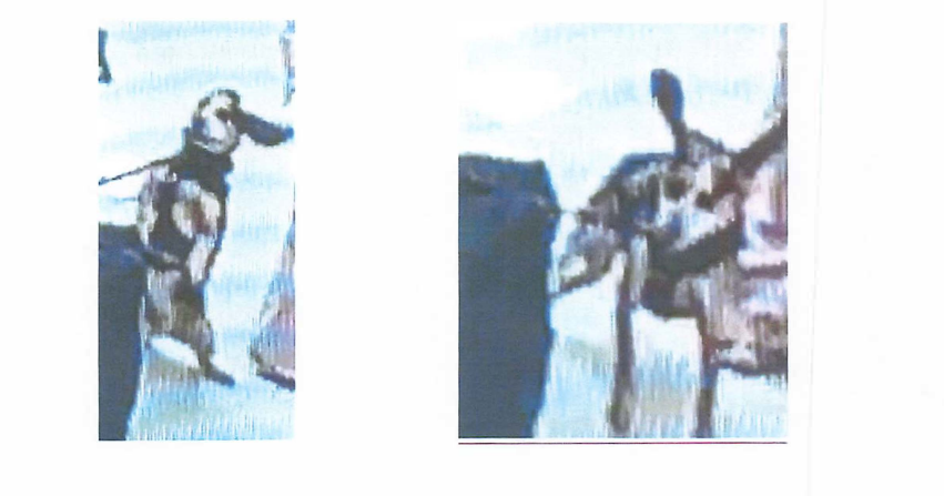 Man pleads guilty after allegedly kicking K9 at Dulles International Airport so hard Man pleads guilty after allegedly kicking K9 at Dulles International Airport so hard