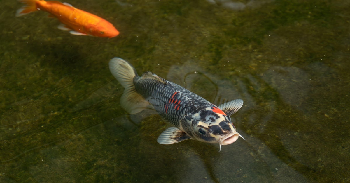 85 Koi fish stolen from pond outside of San Bernardino County restaurant 