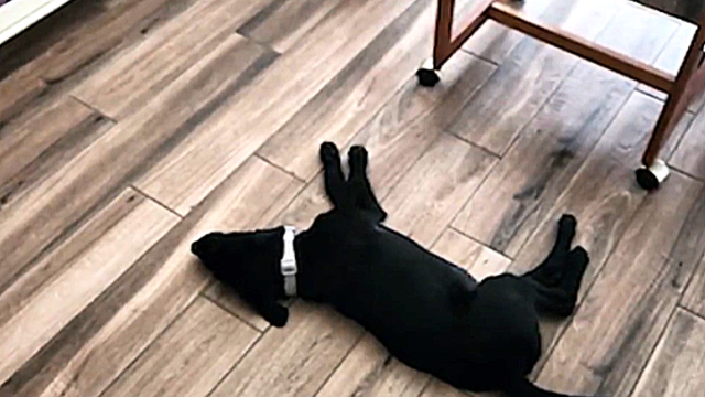 dog2.png 