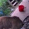 Bears escape enclosure and eat so much honey they pass out
