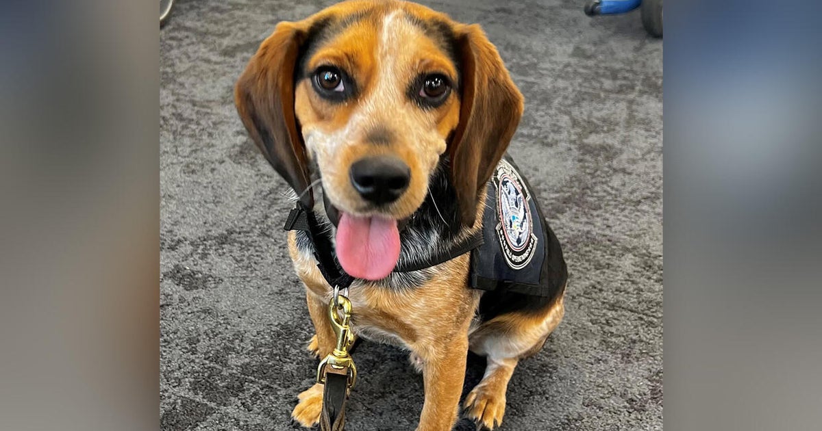 Man accused of kicking airport K9 so hard "he was lifted off of the ground" 