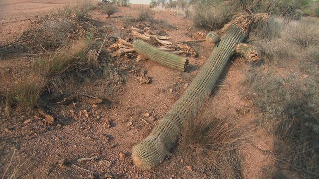                        Extreme heat pushing Arizona's saguaro cactus to its limit                   