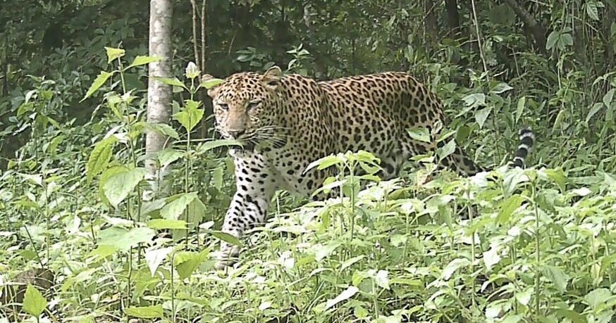 Critically endangered leopard caught on camera in forest