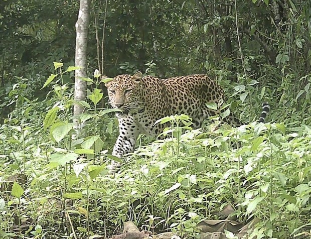 leopard-510726084-1136515975175288-6486835289135309505-n.jpg 