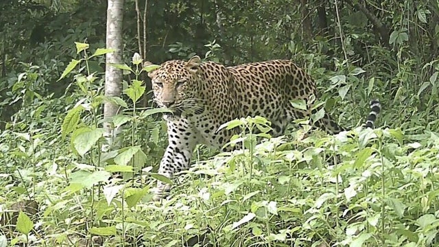 leopard-510726084-1136515975175288-6486835289135309505-n.jpg 