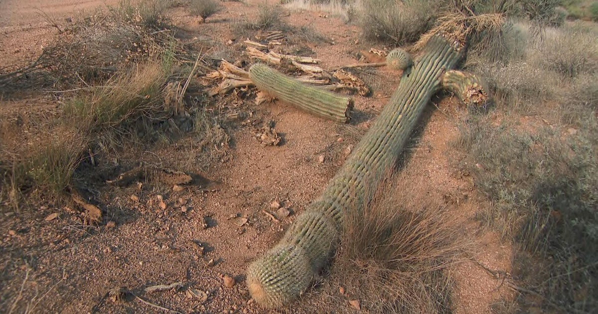 The desert is getting too hot for the saguaro cactus