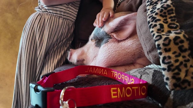 Lucy the pig 