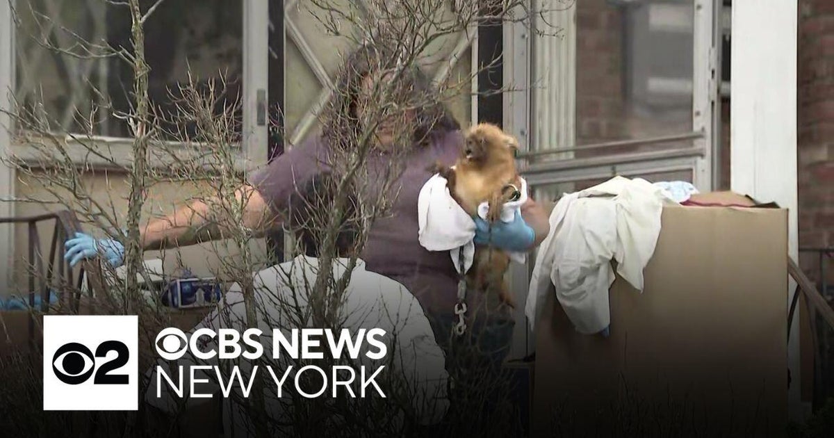 Dozens of dogs rescued after owner found dead in Brooklyn home - CBS ...