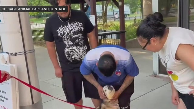dog reunites with family 