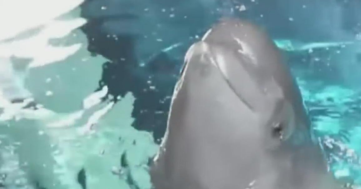 Shedd Aquarium's beluga whale Kimalu to have cyst removal surgery 
