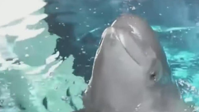 Shedd beluga 