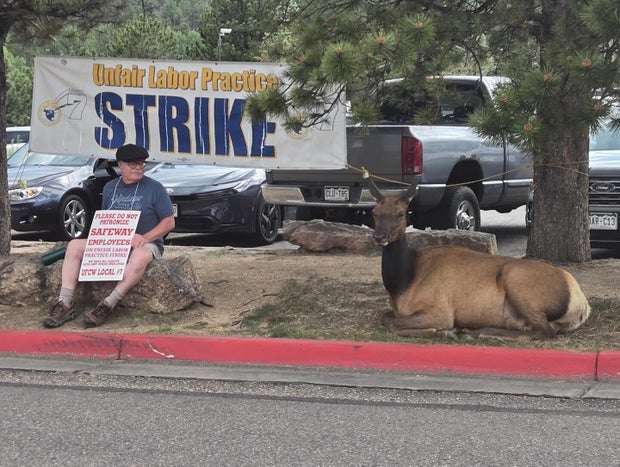 safeway-strike-elk.jpg 