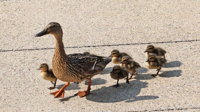 duck-rescue-slider.jpg 