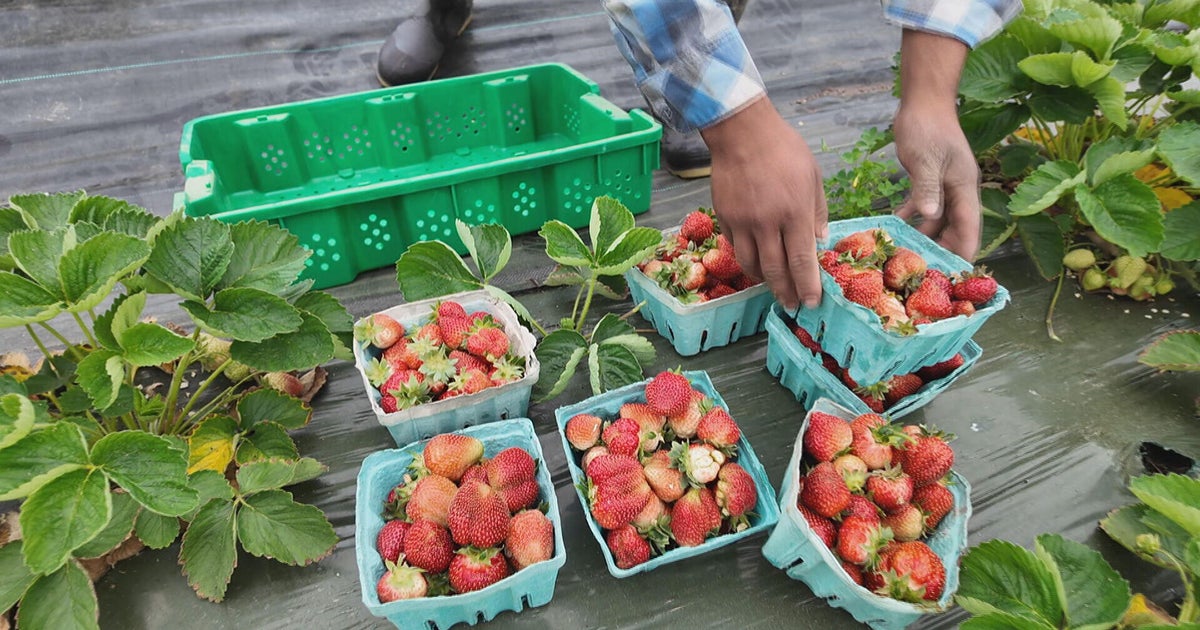 USDA grant cuts leave food groups, farmers scrambling 