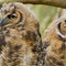 Pair of owls become San Francisco celebrities