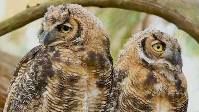 owls.jpg 