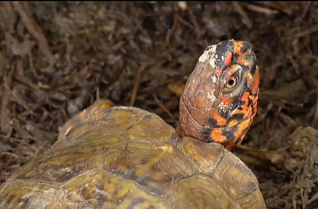 turtle.png 
