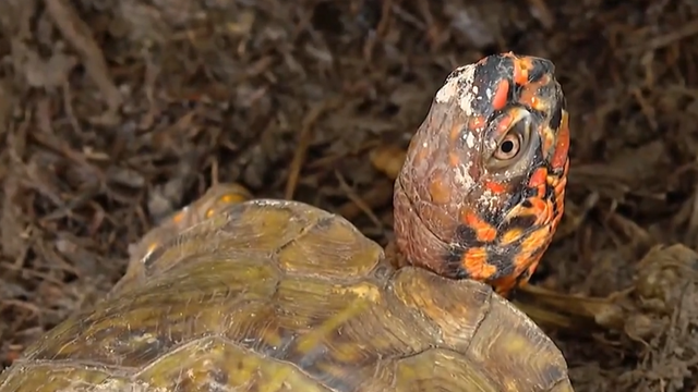 turtle.png 