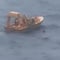 What we know after dad jumps off Disney cruise to rescue child who fell overboard