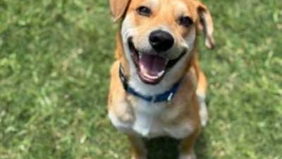 dog-generic.jpg 