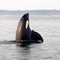 Puget Sound orcas threatened by salmon decline, conservationists say