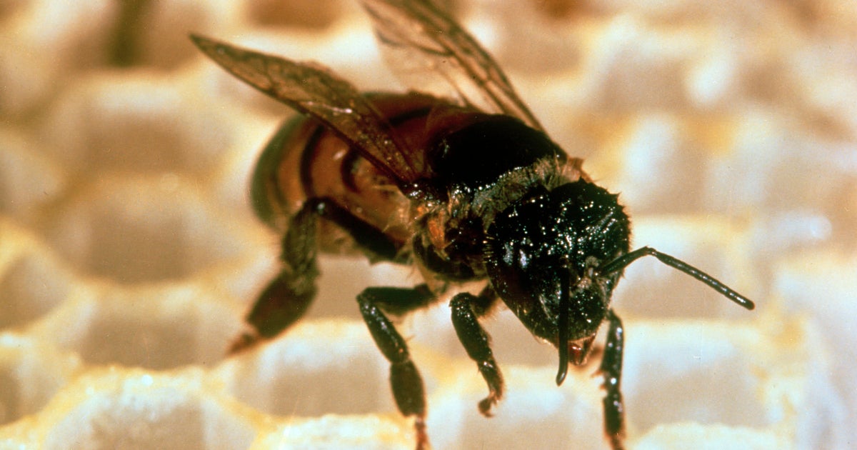 Killer bees prompt response in Alabama as swarms spotted nationwide 