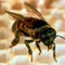 Killer bees prompt response in Alabama as swarms spotted nationwide