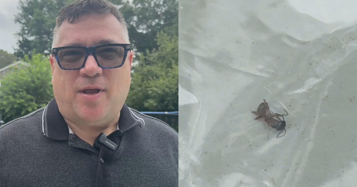 Man stung by Asian needle ant in Bridgewater 