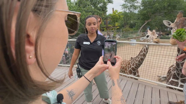 zoo-tiktok-pkg-transfer-frame-1067.jpg 