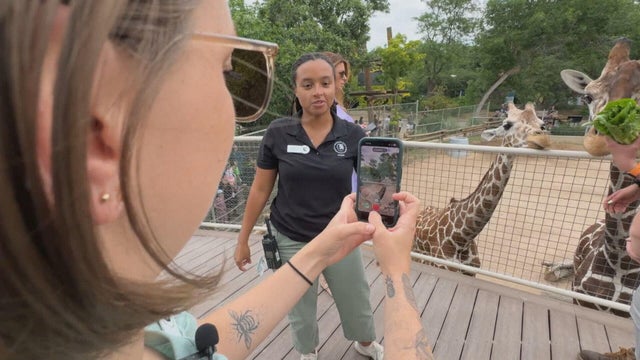 zoo-tiktok-pkg-transfer-frame-1067.jpg 