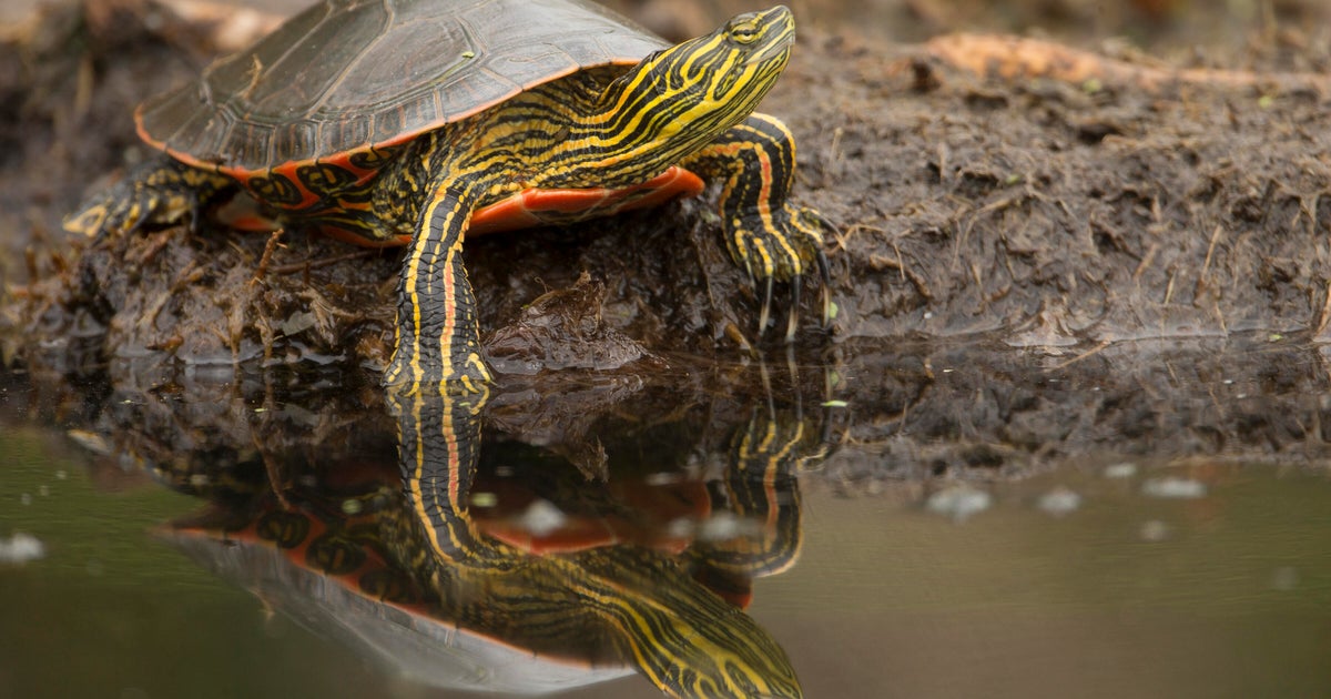 New app tracks turtles to keep them safe as they cross roads 