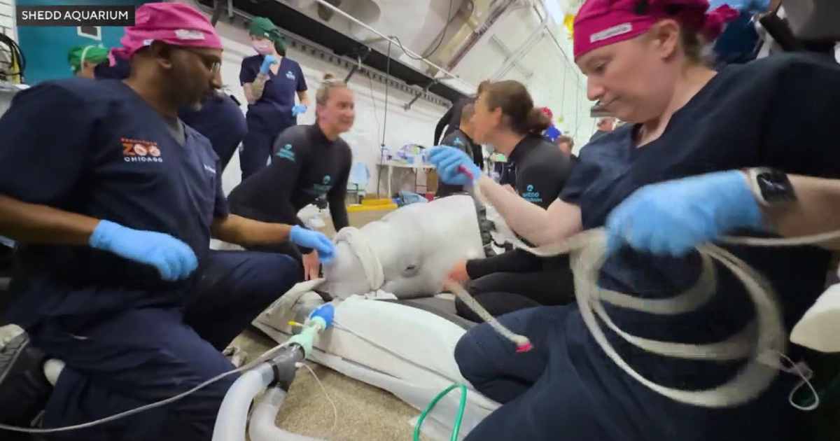 Shedd's belgua becomes 1st in world to recover from general anesthesia 