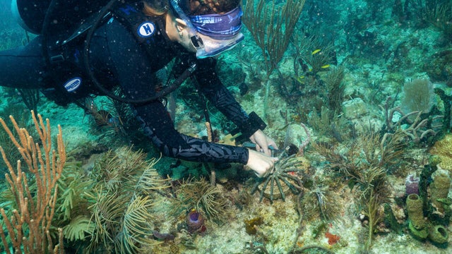 Coral Transplant-Florida 