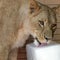 Escaped lion attacks woman, 2 children on busy street in Pakistan