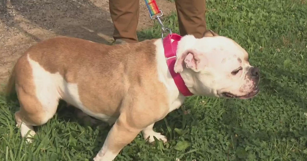 Humane Animal Rescue of Pittsburgh issues call for help as shelter is ...