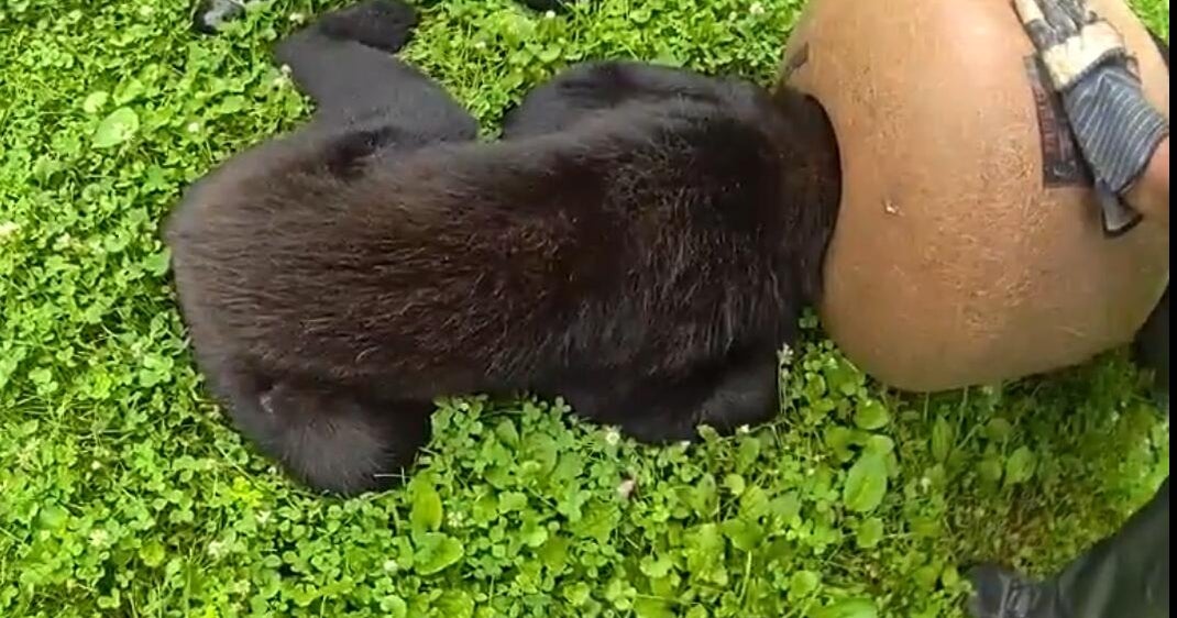 Pa. Game Commission rescues young black bear after getting stuck 