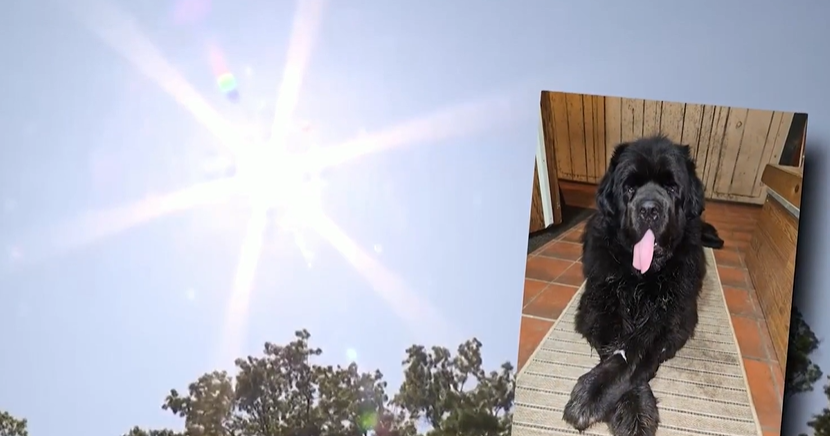 Dog dies of heat stroke after riding with owners in air-conditioned SUV 